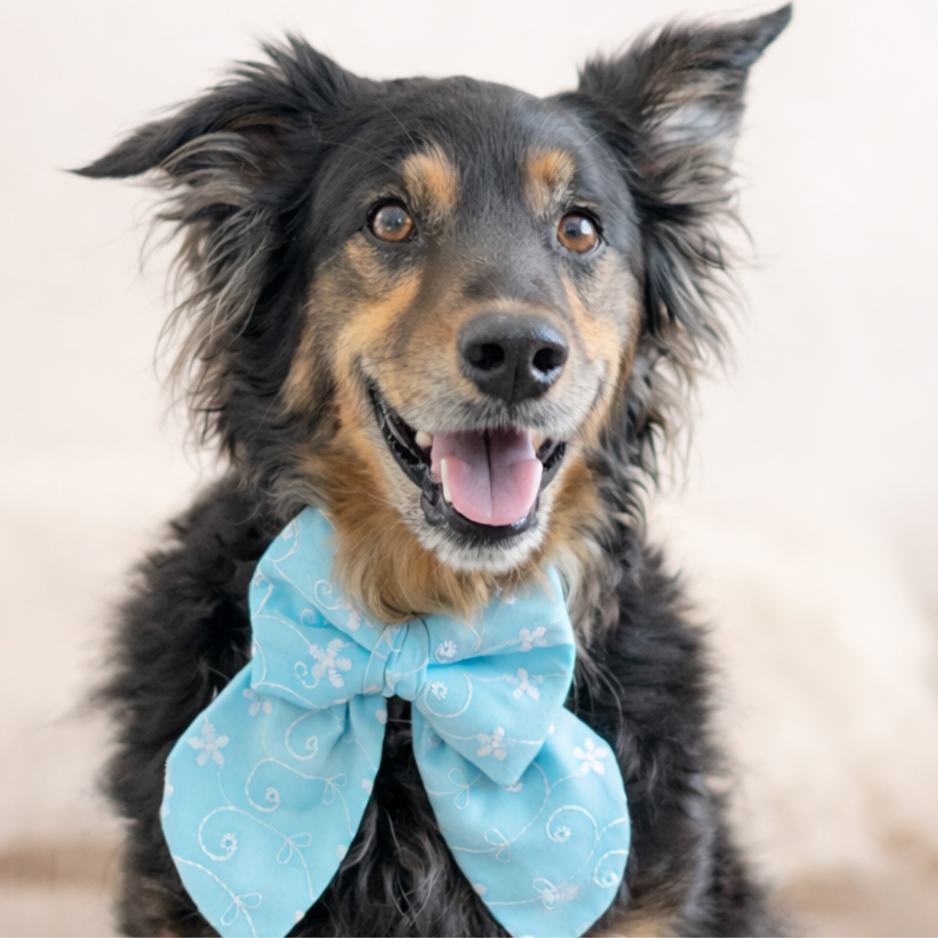 Bluebell blue handmade dog bow accessory for stylish dogs
